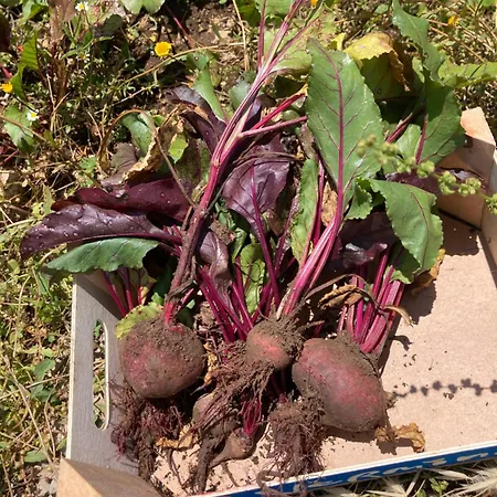 Kokkini Peach Budget * Kokkínion