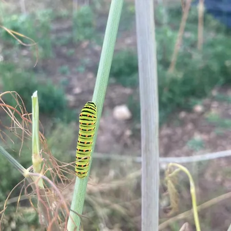 Kokkini Peach Budget *