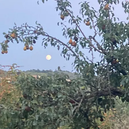 Kokkini Peach Budget شقة