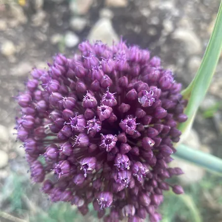 شقة Kokkini Peach Budget Kokkínion