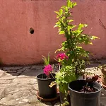Kokkini Peach Budget Daire Kokkínion