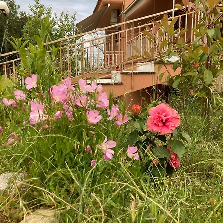 Kokkini Peach Budget * Kokkínion