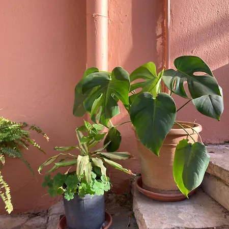 Kokkini Peach Budget Apartman