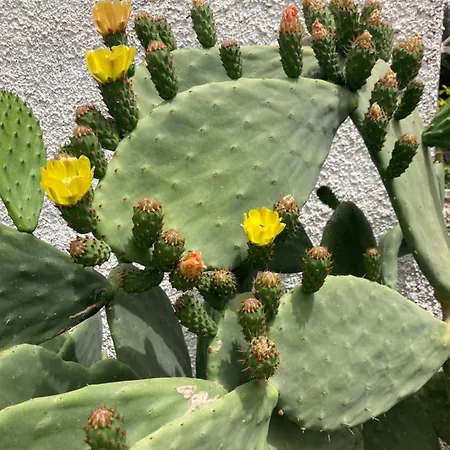 Apartman Kokkini Peach Budget Kokkínion