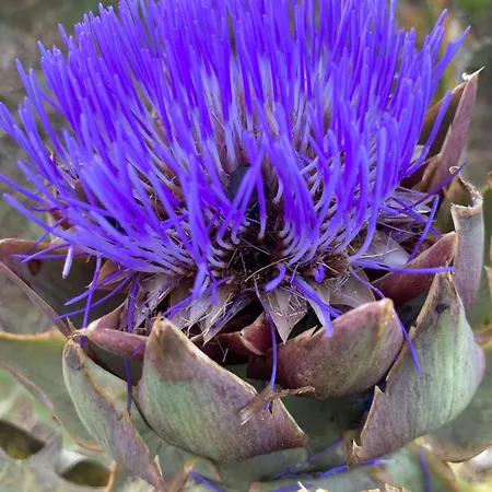 Kokkini Peach Budget * Kokkínion